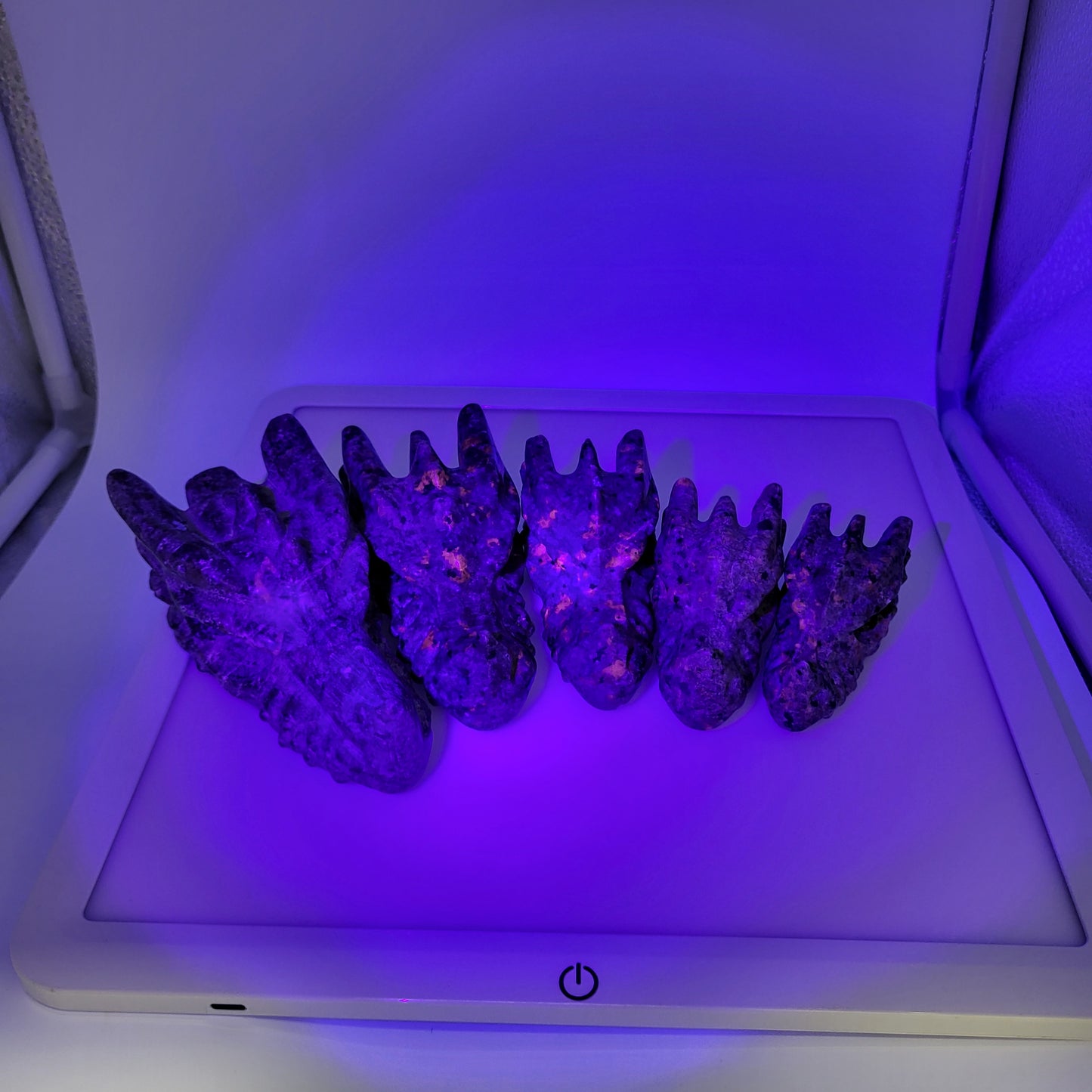 Yooperlight dragon head sculpture illuminated with purple light, showcasing intricate details and textures