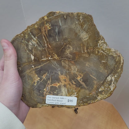 Pre-Owned Petrified Wood Slab with Stand – Polished Fossil Wood Display | Sold As Is